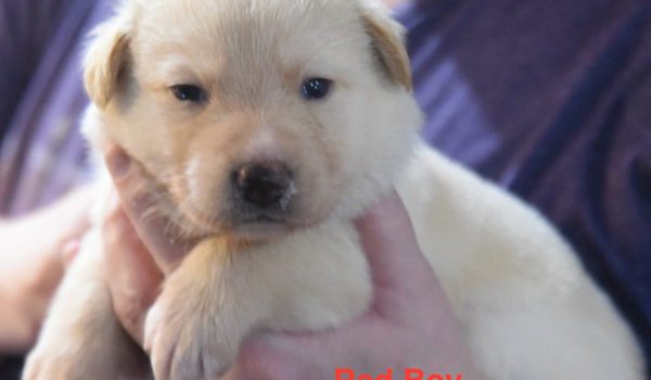 Red Boy 2106
