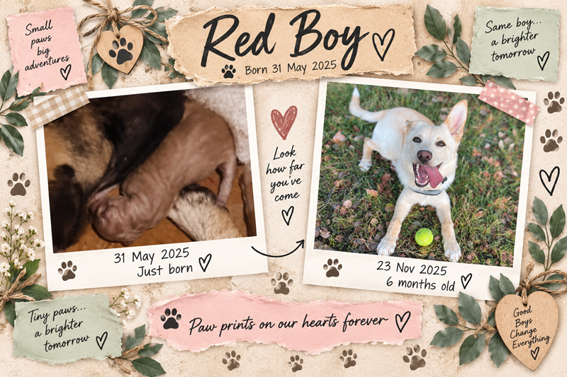 Red Boy Timeline Image