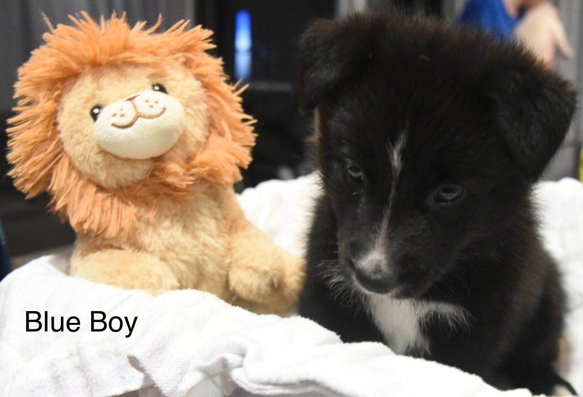 Blue Boy 6 July 2025