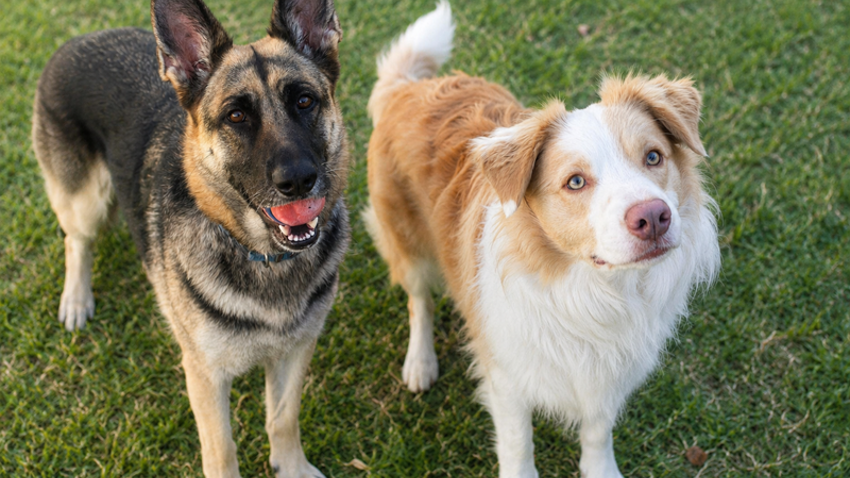 Exciting News: Our Next Shollie Litter is on the Way!