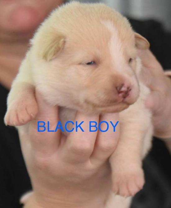 Black Boy