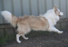 Lunging