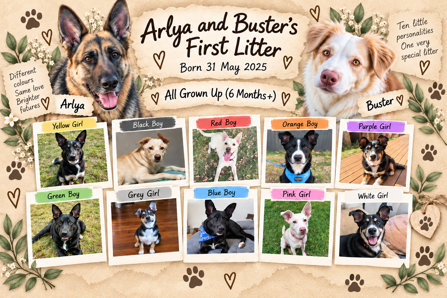 Arlya And Busters First Litter Grown Up (4)