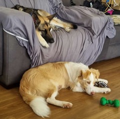 Companions