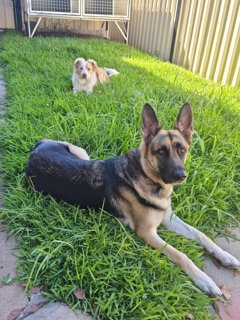 Dubbo