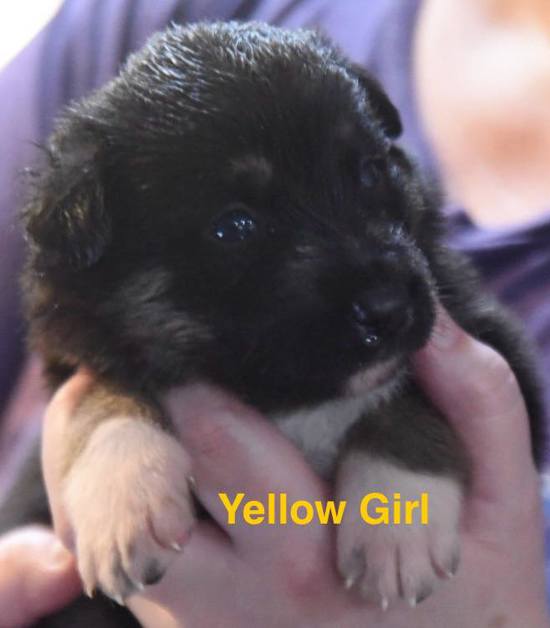 Yellow Girl