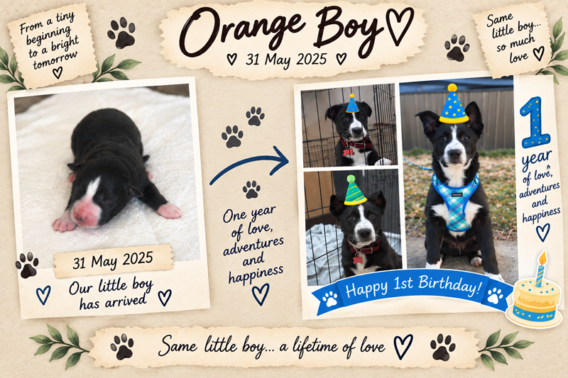 Orange Boy Timeline 2