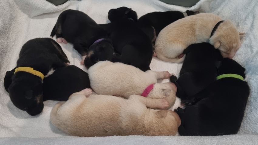 Our First Shollie Litter Has Arrived!