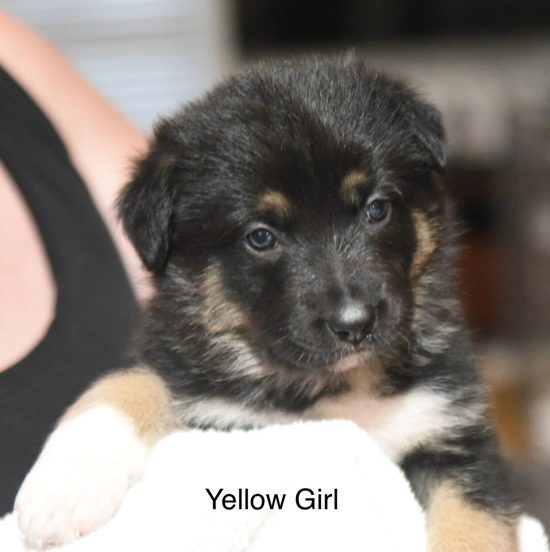 Yellow Girl