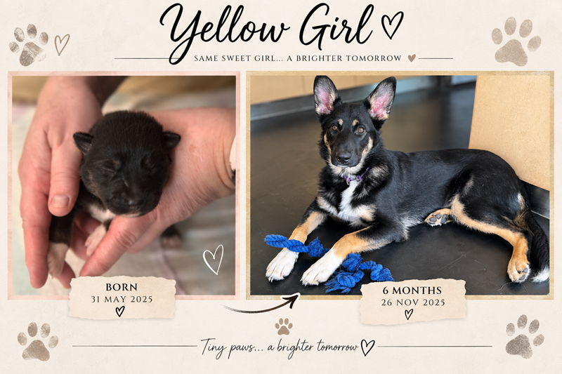 Yellow Girl Timeline