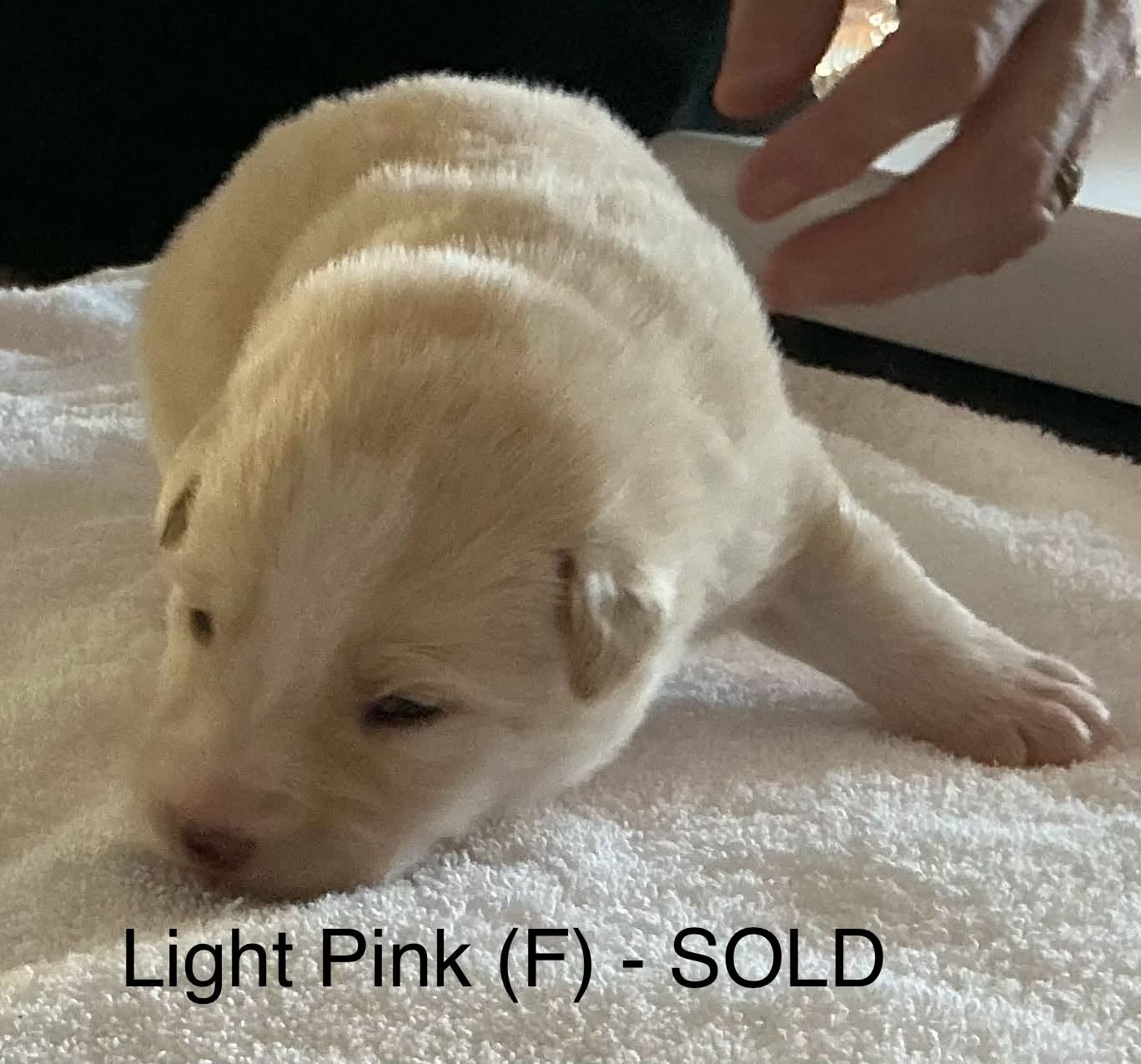 20261012 Light Pink