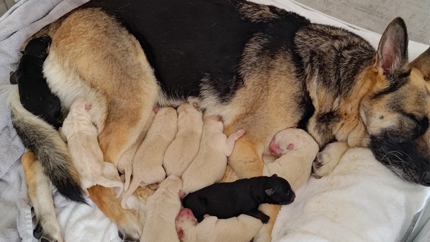 6 Boys Looking for Forever Homes
