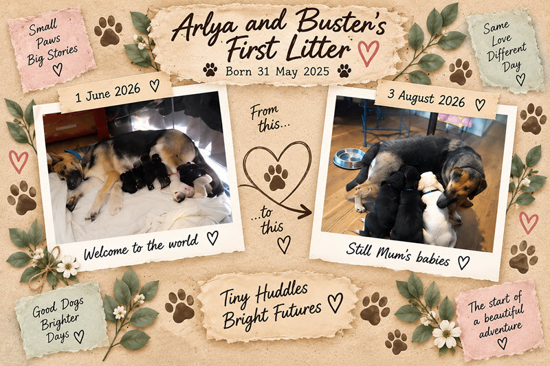 Aryla And Buster First Litter Collage (1)