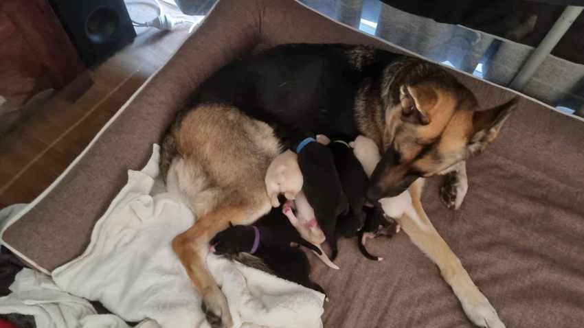 7 Beautiful Shollie Puppies Ready for Their Forever Homes – 26 July 2025