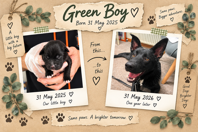 Green Boy Timeline 2