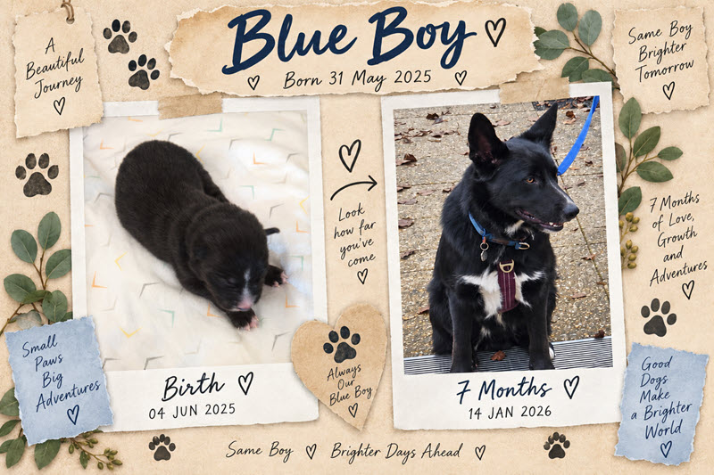 Blue Boy Timeline (1)