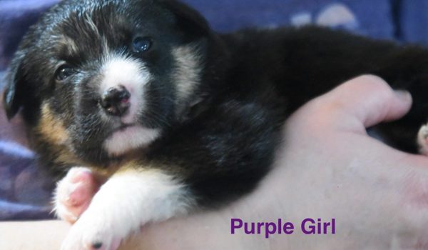 Purple Girl 2106
